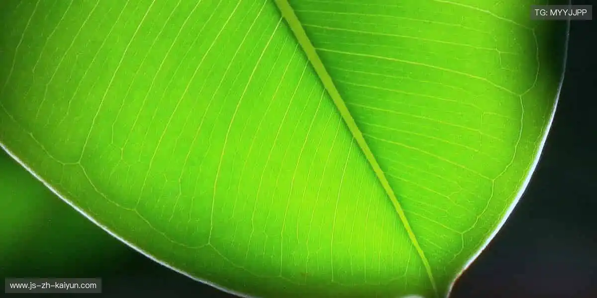 📺高清直播，流畅无阻！⏰赛事预告，提前锁定你的观赛日程！