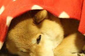 开云体育平台-国家队备战思维缺乏数据支撑，国家队备战思维缺乏数据支撑怎么办