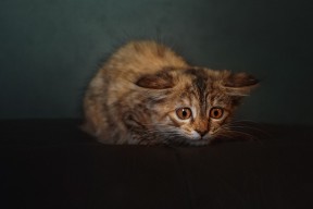 开云官网-体育新闻中心推动体育新媒体内容多渠道融合，体育新媒体有哪些