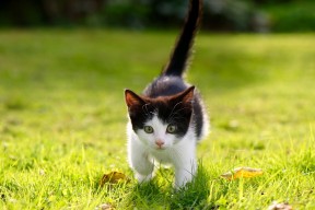 开云体育在线登入-体育新闻中心发布新兴体育项目传播策略白皮书，体育传播活动中新媒体使用情况调查报告