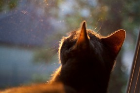 开云体育app注册-全国青少年冰球挑战赛扩展至十个城市，青少年冰球比赛规则